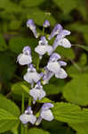 Showy skullcap